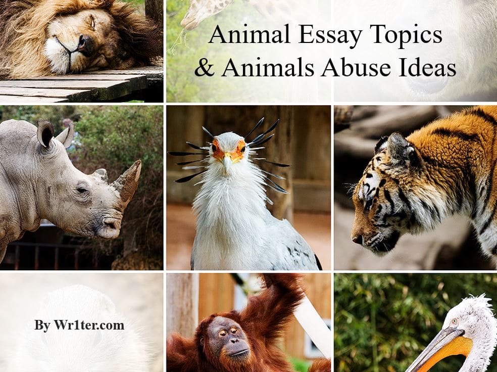 Animal Essay Topics & Animals Abuse Ideas