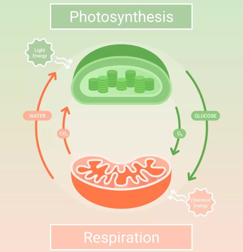 Cellular Respiration and Energy Conversion Mechanisms