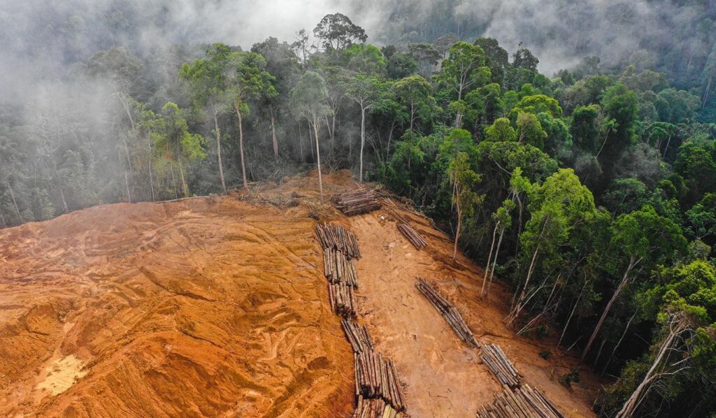 The Correlation Between Deforestation and Rising Carbon Dioxide Levels