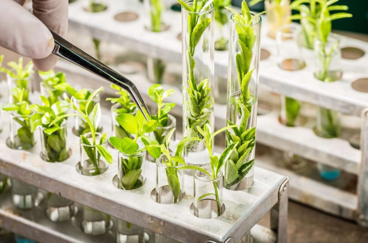 Roles of Biotechnology in Sustainable Agriculture